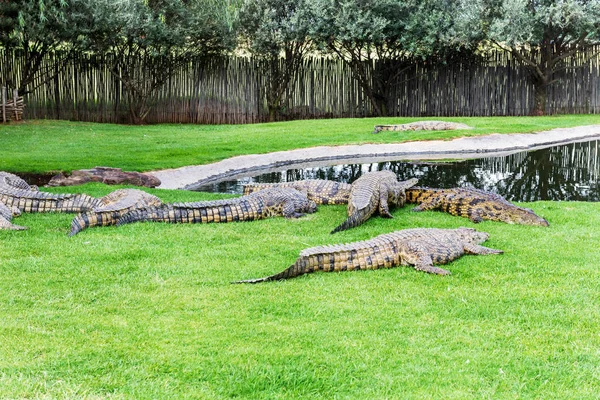 Krokodillen Een Krokodillenboerderij Zuid Afrika — Stockfoto
