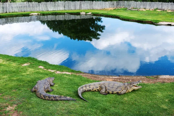 Crocodilos Uma Fazenda Crocodilos África Sul — Fotografia de Stock