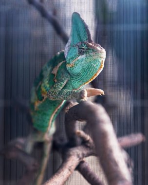 Sürüngen - omurgalıların bir sınıf