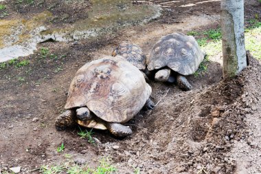 Çimenlerin üzerinde fil kaplumbağa.