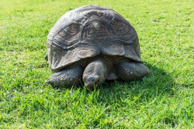 Çimenlerin üzerinde fil kaplumbağa.