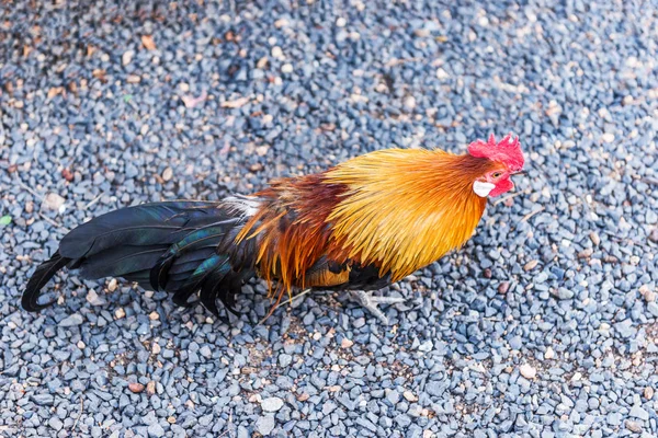 Bright Cock Stands Small Stones — Stock Photo, Image