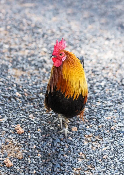 Bright Cock Stands Small Stones — Stock Photo, Image