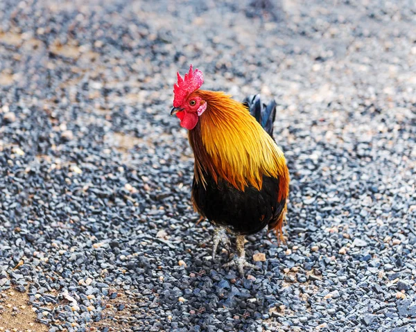 Bright Cock Stands Small Stones — Stock Photo, Image