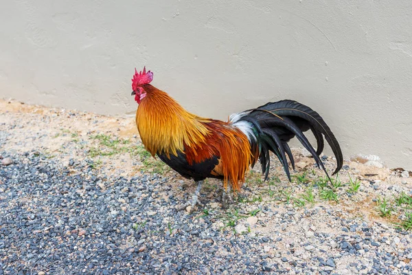 Bright Cock Stands Small Stones — Stock Photo, Image