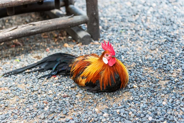 Bright Cock Stands Small Stones — Stock Photo, Image