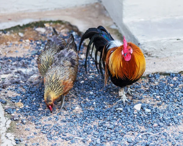 Rooster Hens Graze Farm — Stock Photo, Image