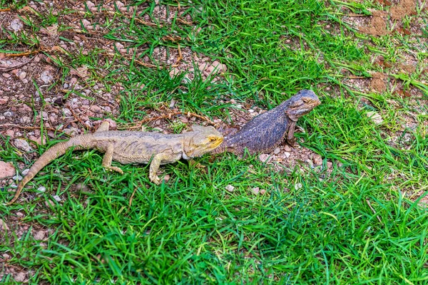 Reptil Una Clase Vertebrados —  Fotos de Stock