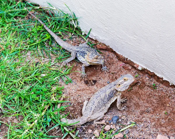 Reptil Una Clase Vertebrados —  Fotos de Stock