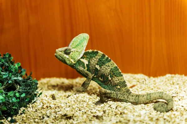 Reptile - a class of vertebrates