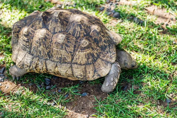 Elephant Sköldpaddan Gräset — Stockfoto
