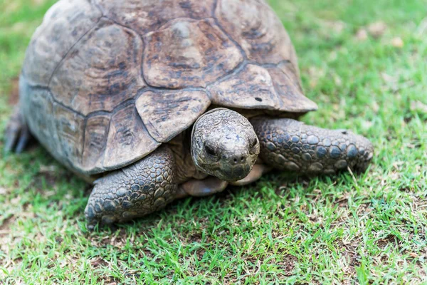 Çimenlerin Üzerinde Fil Kaplumbağa — Stok fotoğraf