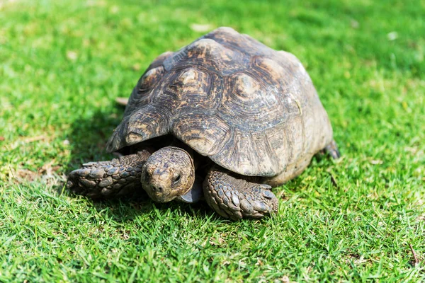 Çimenlerin Üzerinde Fil Kaplumbağa — Stok fotoğraf