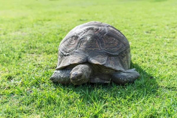 Çimenlerin Üzerinde Fil Kaplumbağa — Stok fotoğraf