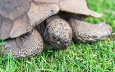Çimenlerin üzerinde fil kaplumbağa.