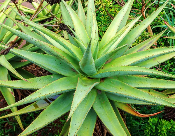 Aloe Vera Güney Afrika — Stok fotoğraf