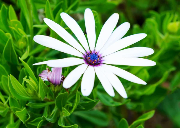 Blumen Südafrika — Stockfoto