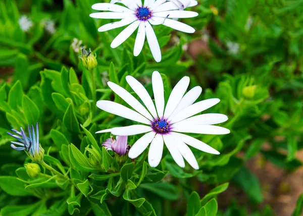 Blumen Südafrika — Stockfoto