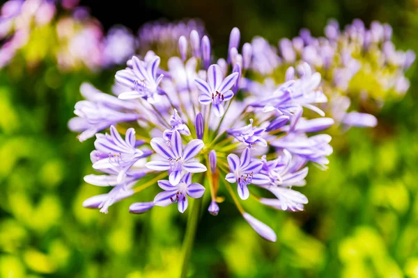 Envios Flores Sudáfrica — Foto de Stock