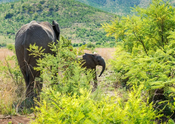 Słonie Republice Południowej Afryki — Zdjęcie stockowe