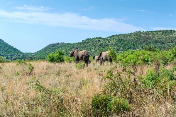 Elefantes África Sul — Fotografia de Stock