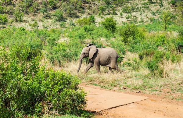 Baby Elephant Crossing Road — Stock Photo, Image