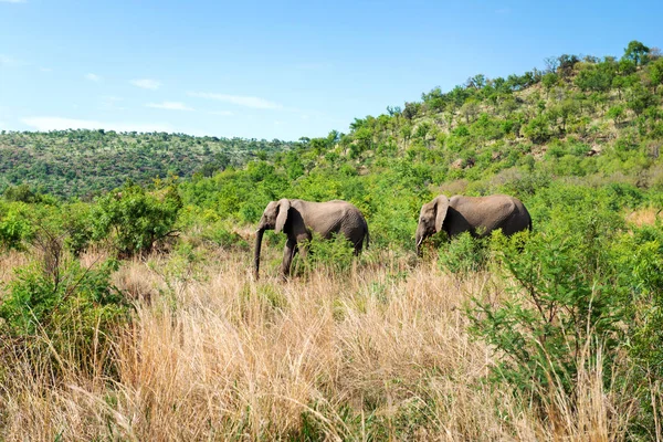 Elephants South Africa — Stock Photo, Image