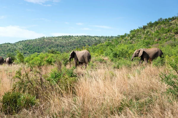 Elefantes África Sul — Fotografia de Stock