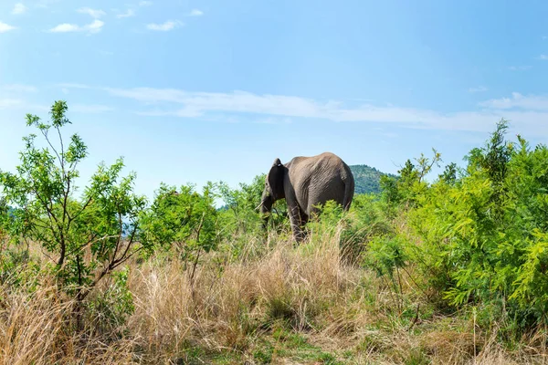 Elephants South Africa — Stock Photo, Image