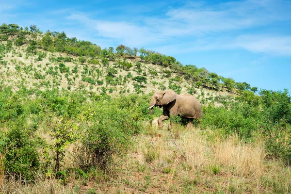 Éléphants Afrique Sud — Photo