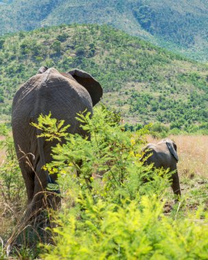 Güney Afrika 'daki filler