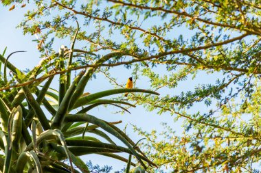 Aloe vera Güney Afrika üzerinde küçük kuş