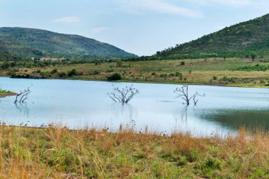 Gri balıkçıllar bir sürü bir havuzda bir ağaçta oturuyor. 