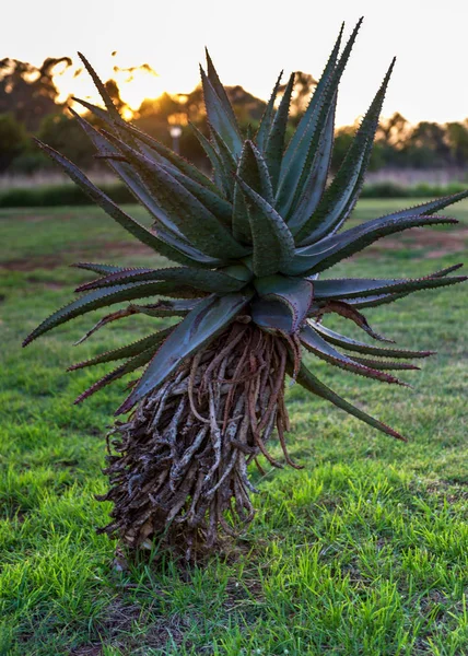 Aloe Vera Güneş Şafak Vakti Bitki Güney Afrika — Stok fotoğraf