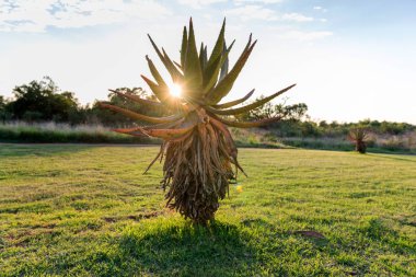 Aloe Vera güneş şafak vakti bitki. Güney Afrika.