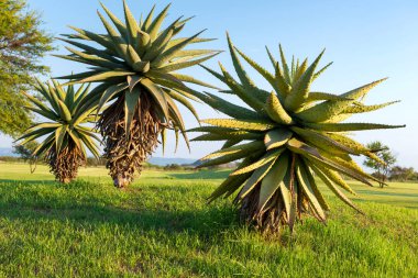 Aloe Vera güneş şafak vakti bitki. Güney Afrika.