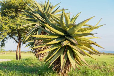 Aloe Vera güneş şafak vakti bitki. Güney Afrika.