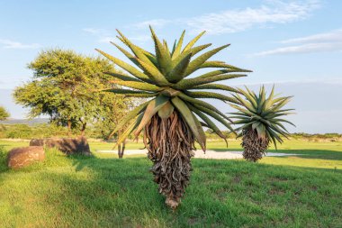 Aloe Vera güneş şafak vakti bitki. Güney Afrika.