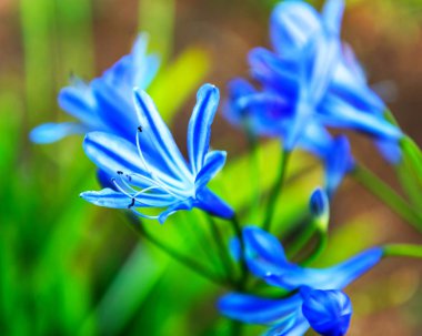 Çiçek Güney Afrika