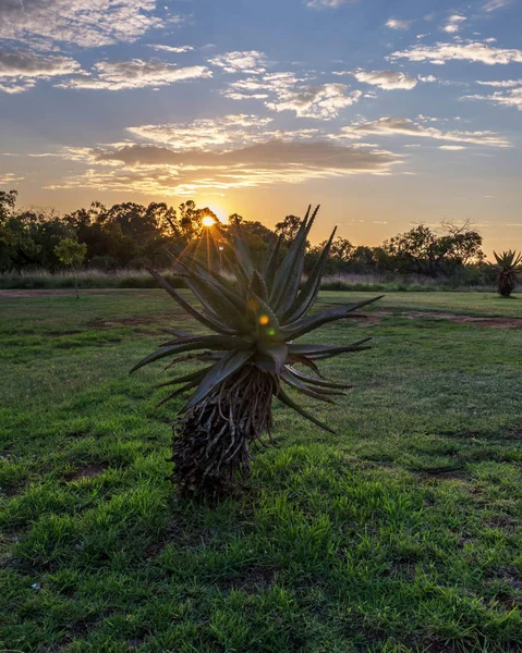 Planta Aloe Vera Amanecer Del Sol Sudafrica —  Fotos de Stock