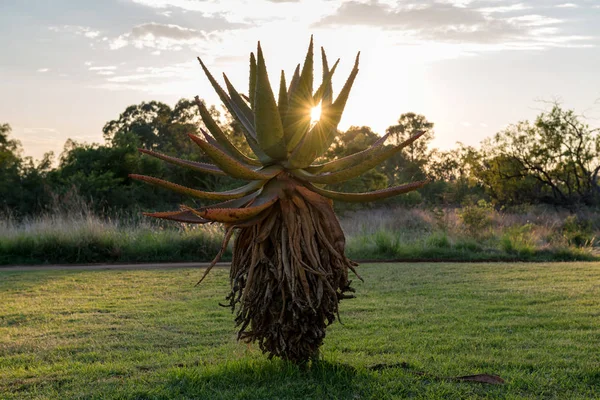 Pianta Aloe Vera All Alba Del Sole Sudafrica — Foto Stock