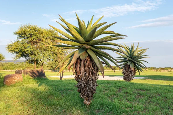 Podłożyć Aloe Vera Świcie Słońca Republika Południowej Afryki — Zdjęcie stockowe