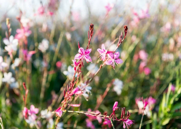 Envios Flores Sudáfrica — Foto de Stock