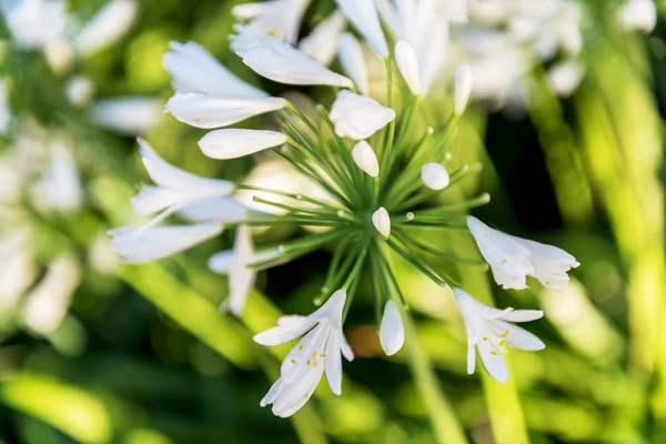 Flores África Sul — Fotografia de Stock