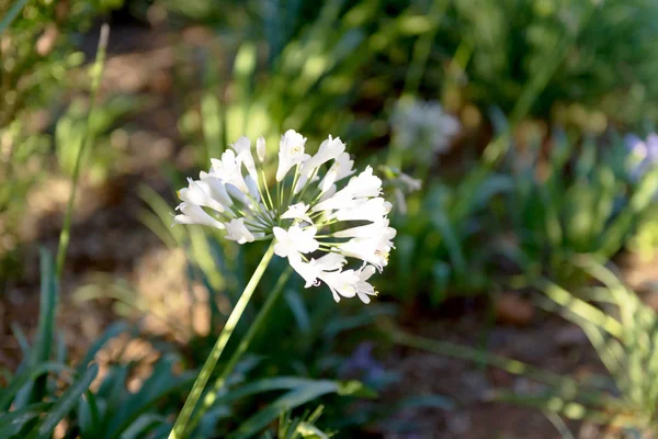 Fleurs Afrique Sud — Photo