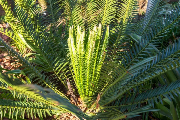 Fern Güney Afrika — Stok fotoğraf