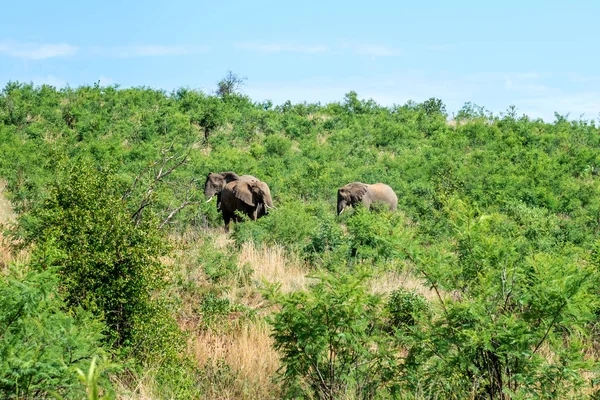 Elefanter Sydafrika — Stockfoto