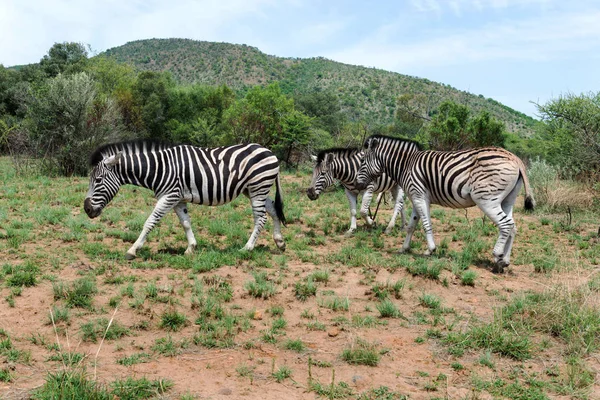 Zebras South Africa — Stock Photo, Image