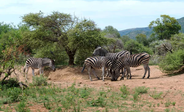 Zebras South Africa — Stock Photo, Image