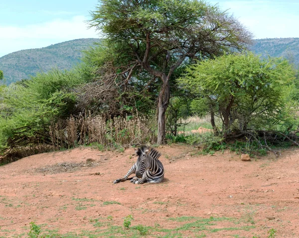 Zebras África Sul — Fotografia de Stock